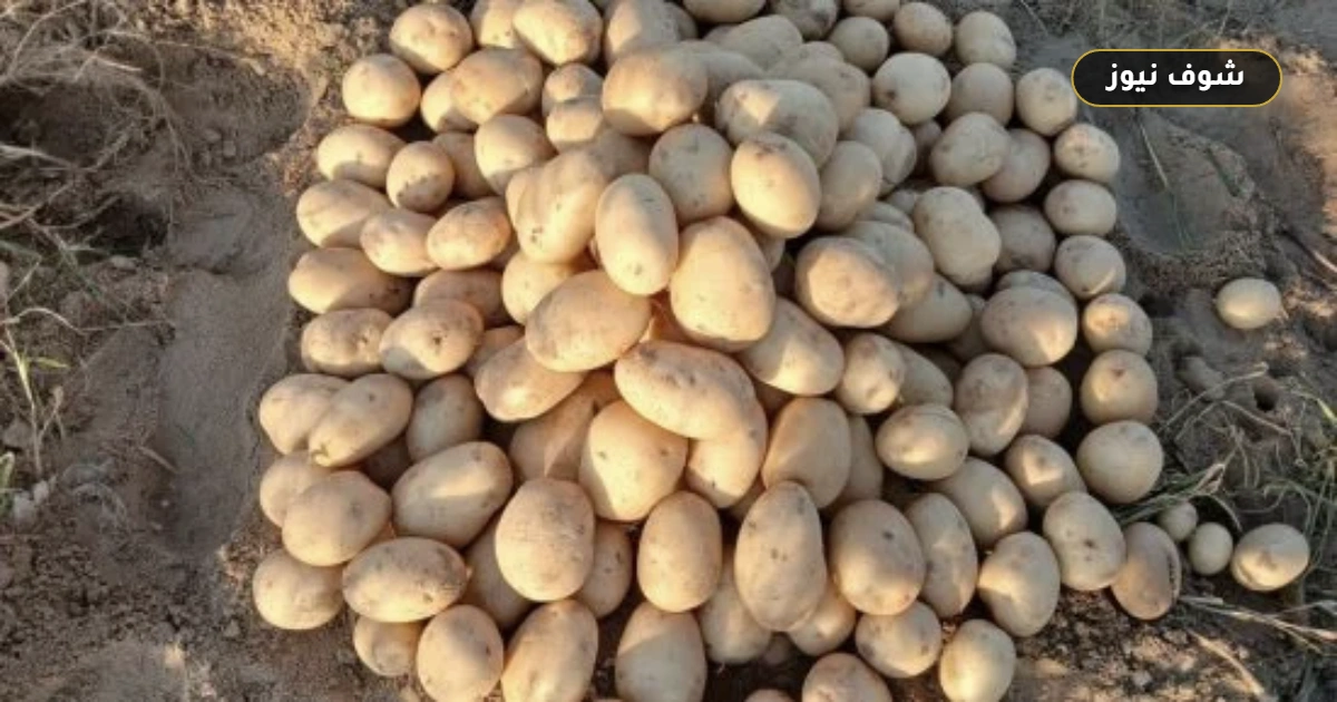 مواعيد زراعة البطاطس والبنجر والفاصوليا في مصر وفق تحديث مركز معلومات المناخ