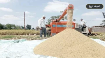سعر طن الأرز الشعير والأبيض اليوم الأربعاء بأسواق الشرقية