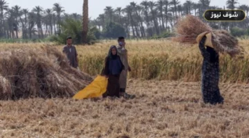 تحذيرات مركز المناخ لمزارعي المحاصيل الصيفية المتأخرة مع بدء انكسار الحرارة في شهر توت