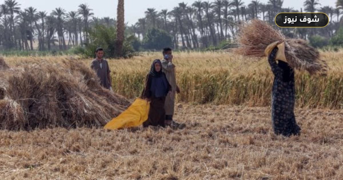 تحذيرات مركز المناخ لمزارعي المحاصيل الصيفية المتأخرة مع بدء انكسار الحرارة في شهر توت