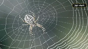 طرق طبيعية فعالة لإبعاد العناكب عن منزلك في موسم التزاوج