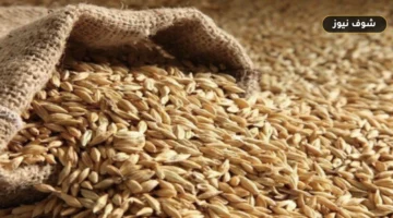 سعر طن الأرز الشعير والأبيض اليوم في الأسواق.. بكام النهاردة؟